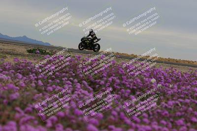 media/Jan-14-2023-SoCal Trackdays (Sat) [[497694156f]]/Turn 14 Exit Bloomig (145pm)/